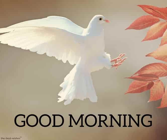 Amazing Good Morning White Bird