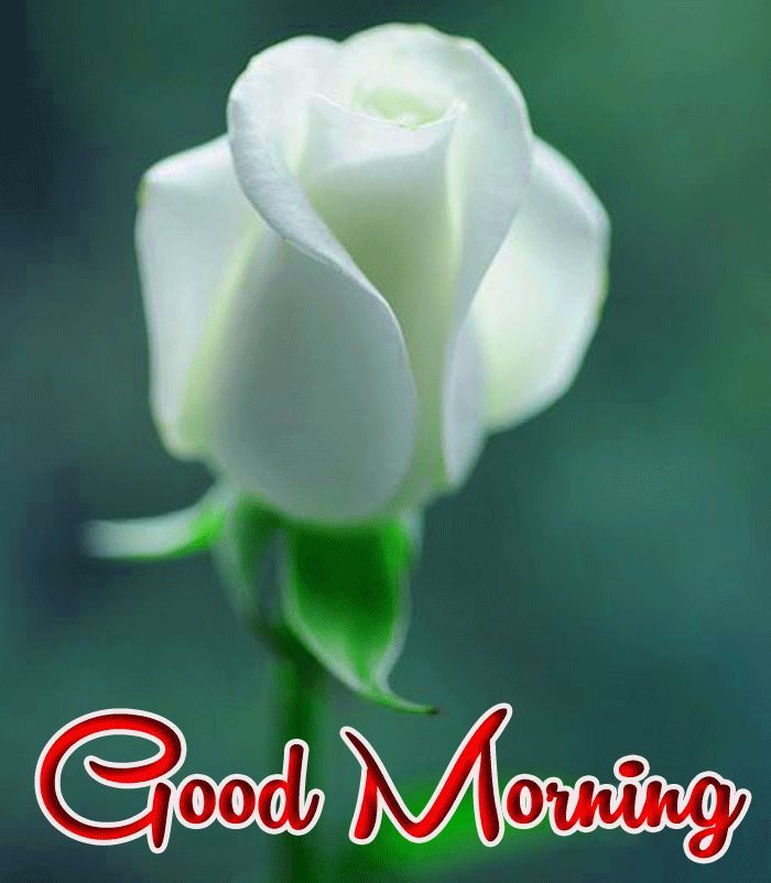 Beautiful Good Morning Image with Small White Rose