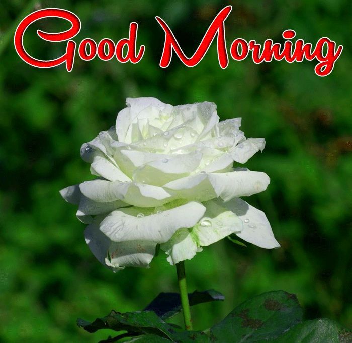 Beautiful Good Morning White Rose in Sunlight Image