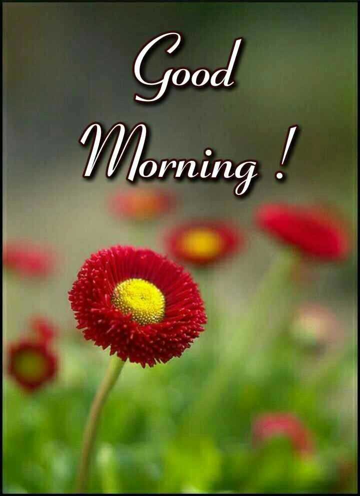 Beautiful Good Morning with a Flower