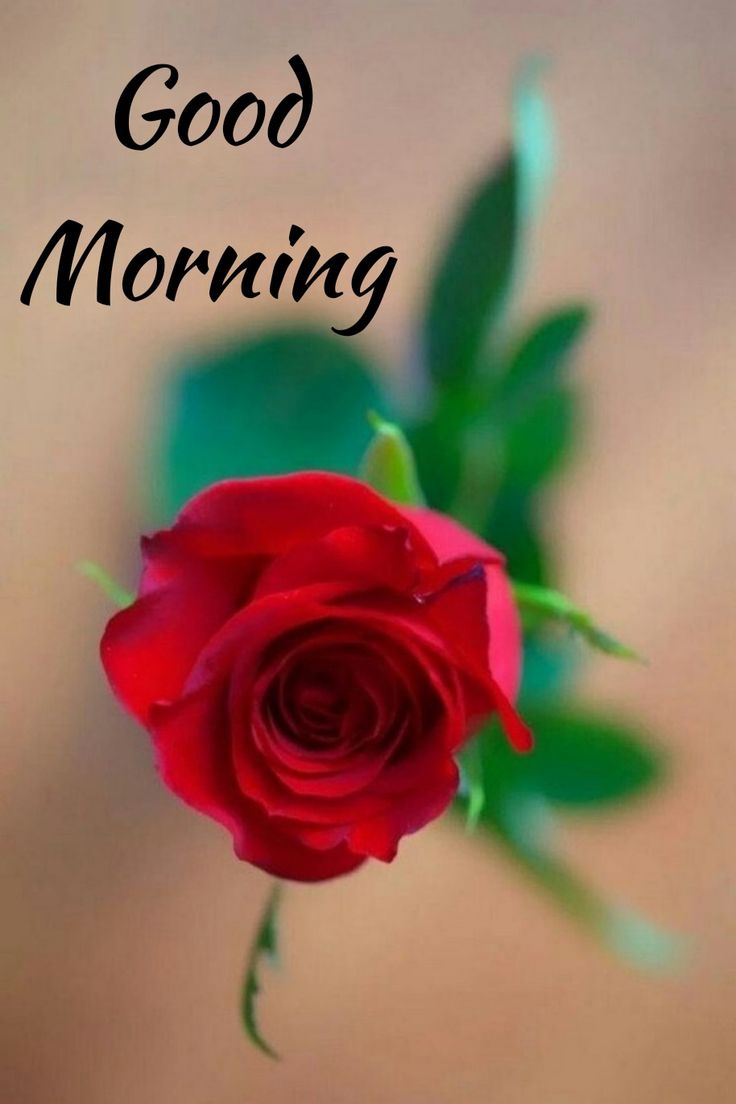 Beautiful Good Morning with Red Rose Image