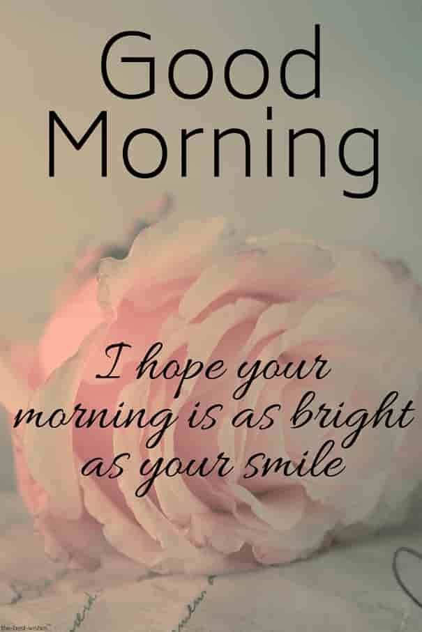 Best Good Morning messages and images with Pink Rose