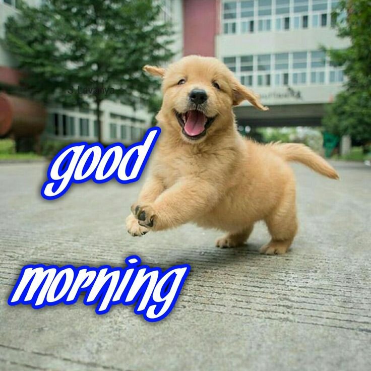Cute Good Morning