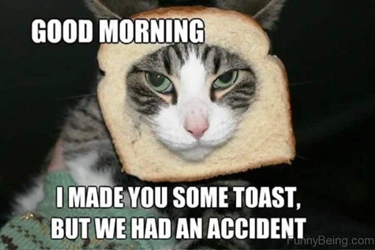 Funny Good Morning Cat Meme