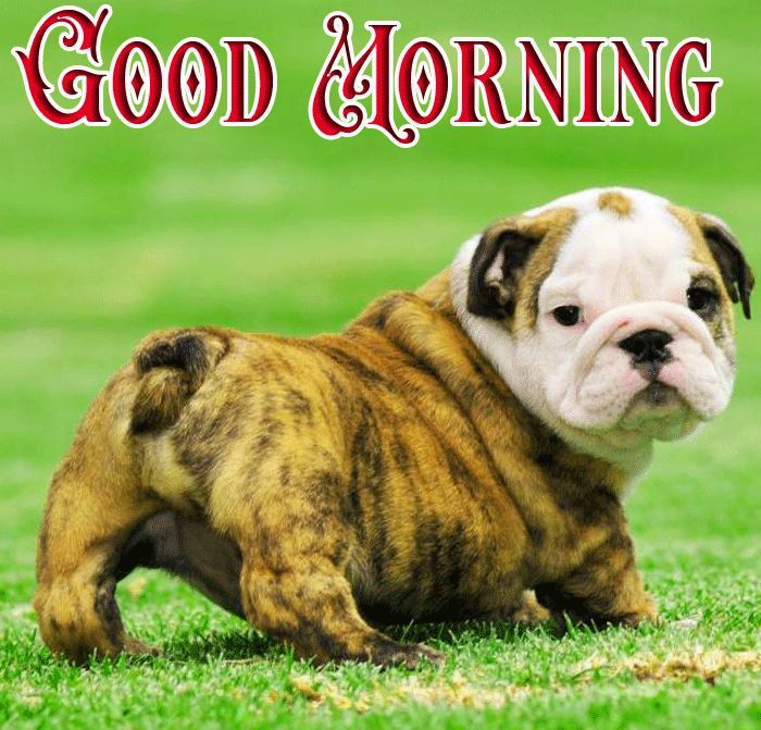 Good Morning Awesome Puppy
