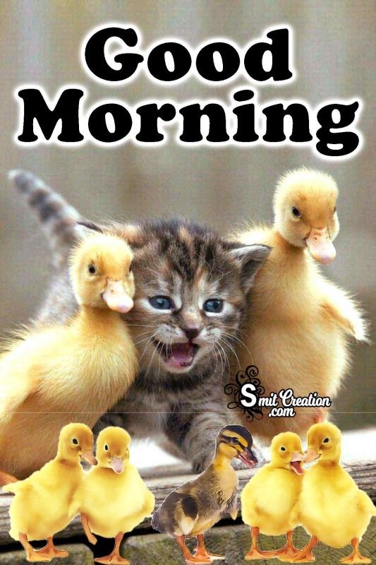 Good Morning funny Cat Picture