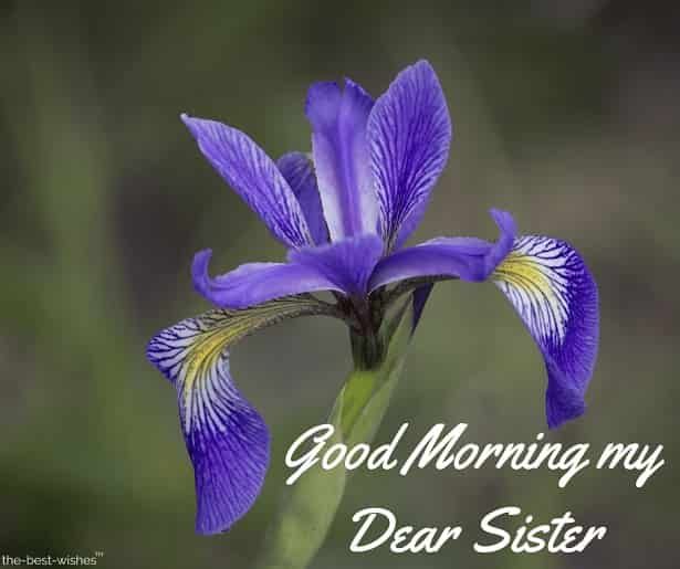 Good Morning my Dear Sister
