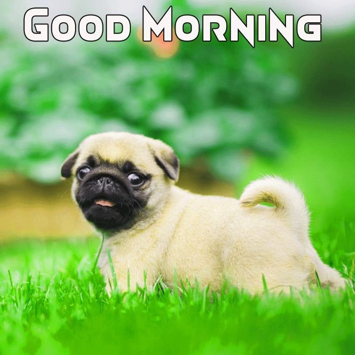 Good morning puppy