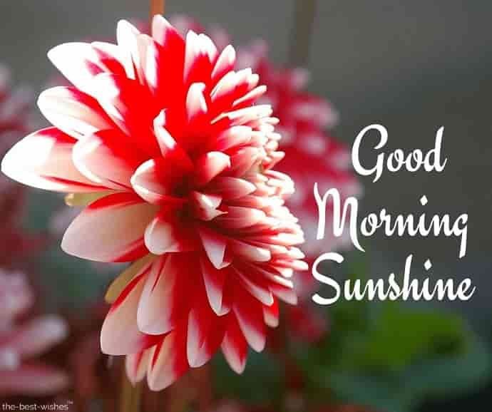Good Morning Sunshine Image with a Flower