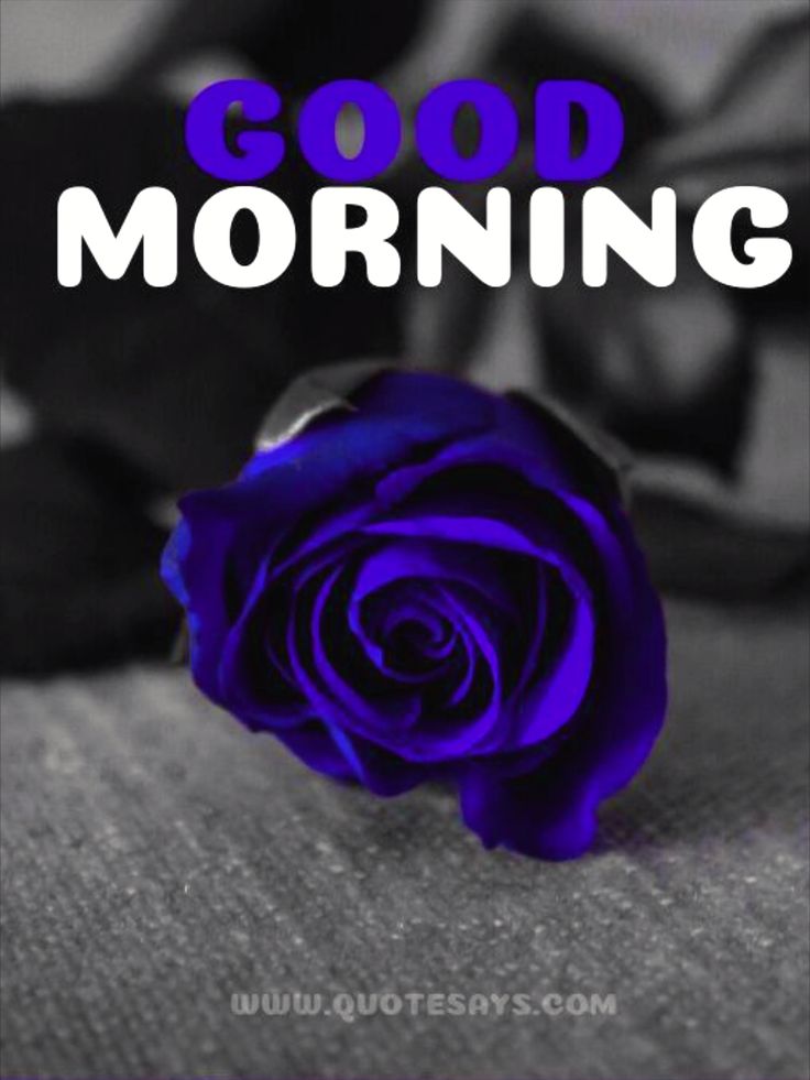 Good Morning With Blue Rose