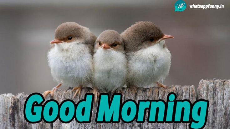Good Morning With Cute Birds