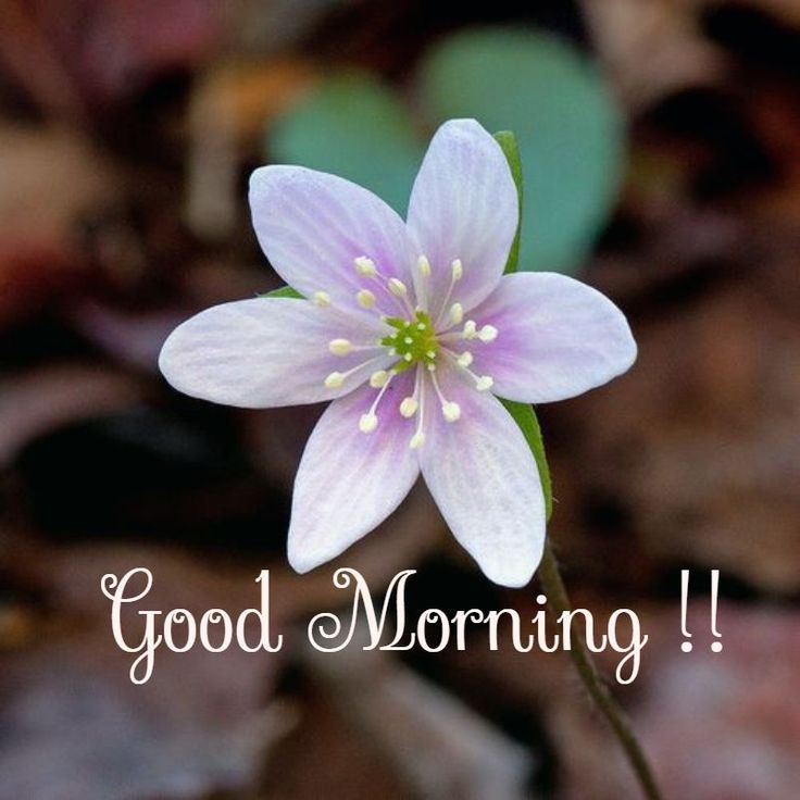 Good Morning With Cute Flower
