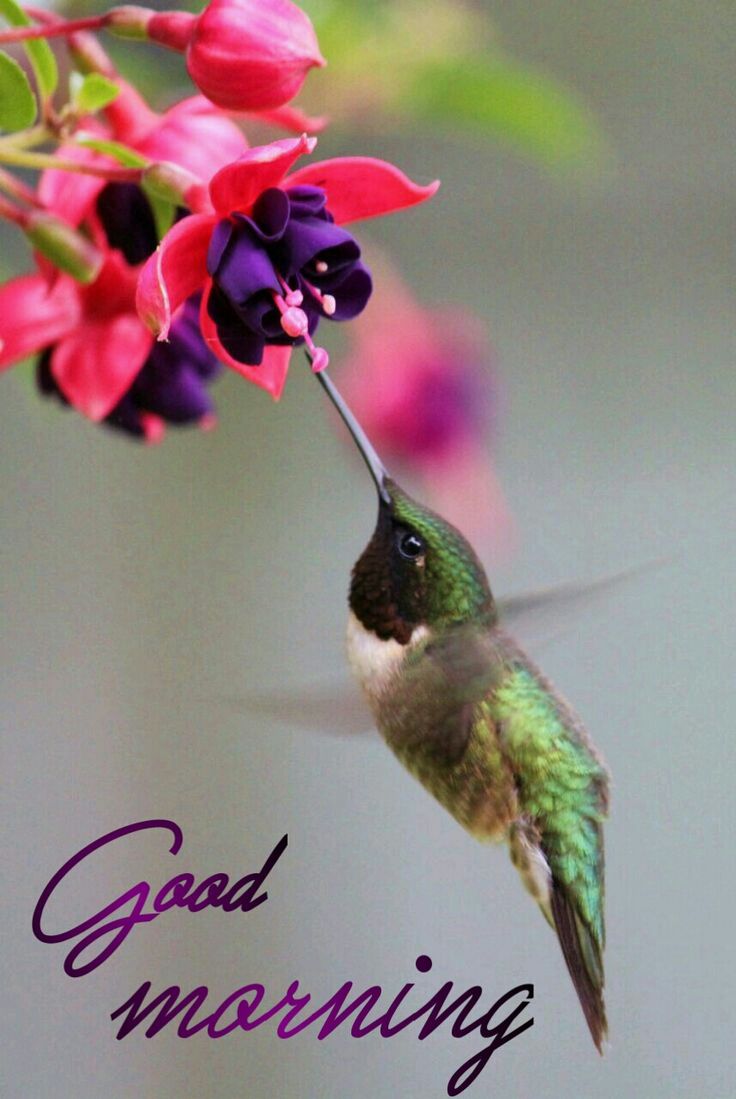 Good Morning With Flower And Bird