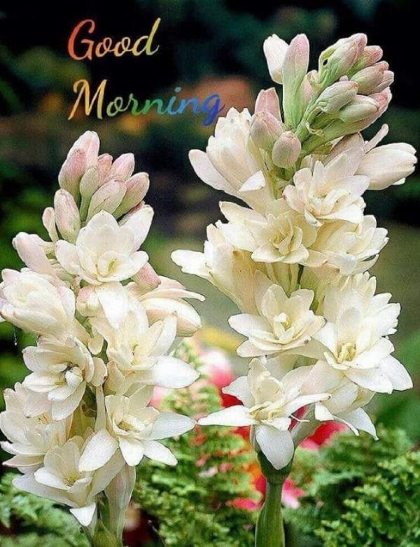 Good Morning With Flowers