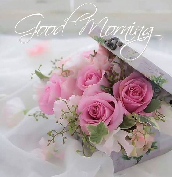 Good Morning With Pink Roses
