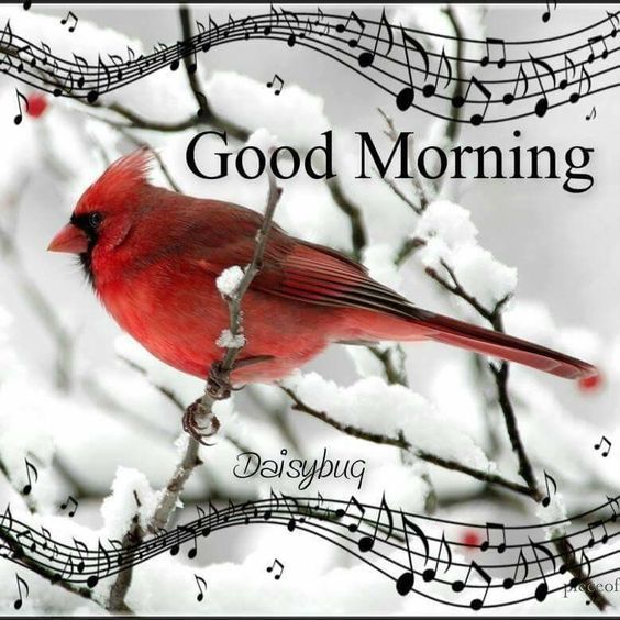 Good Morning With Red Bird