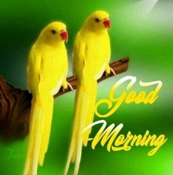 Good Morning With Two Yellow Birds