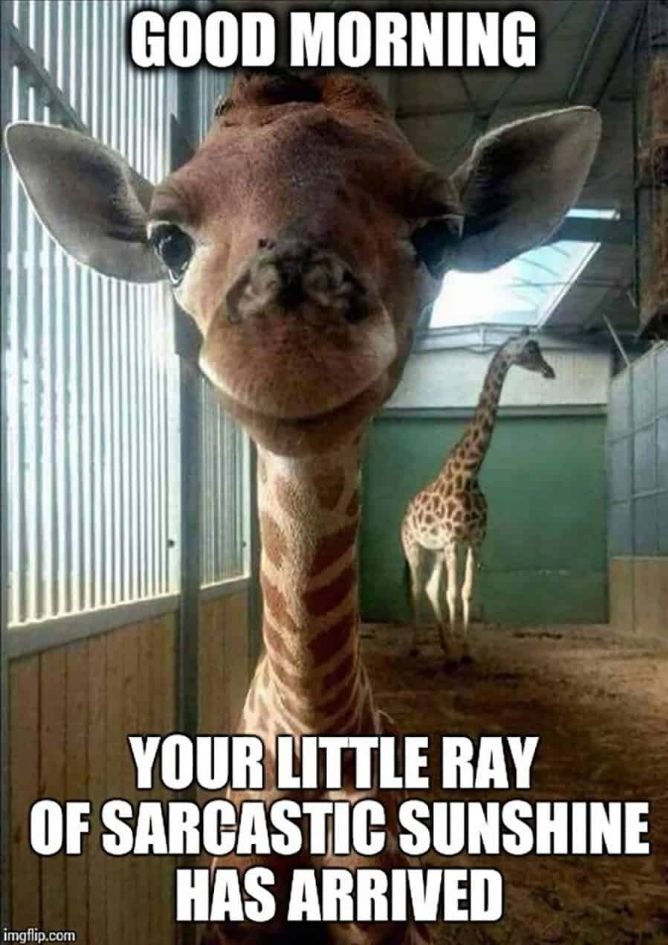 Humorous Good Morning Meme