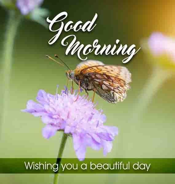Lovely Good Morning Image
