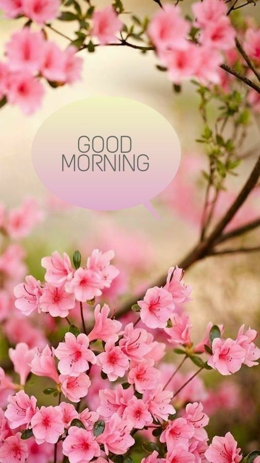 Most Beautiful Good Morning Image