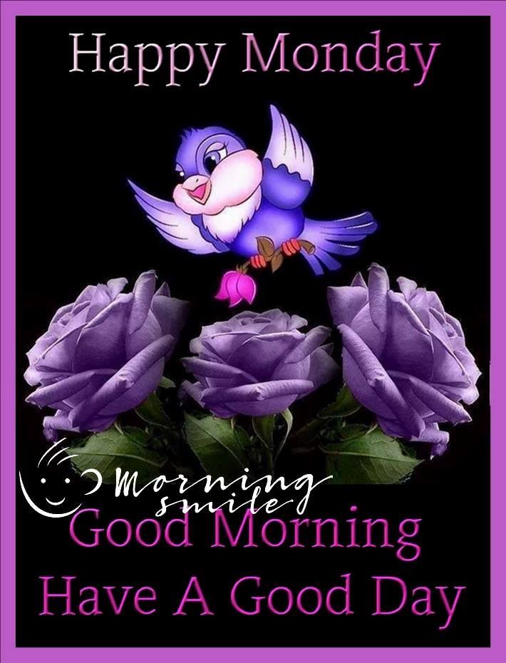 Purple Bird Rose Good Morning Monday