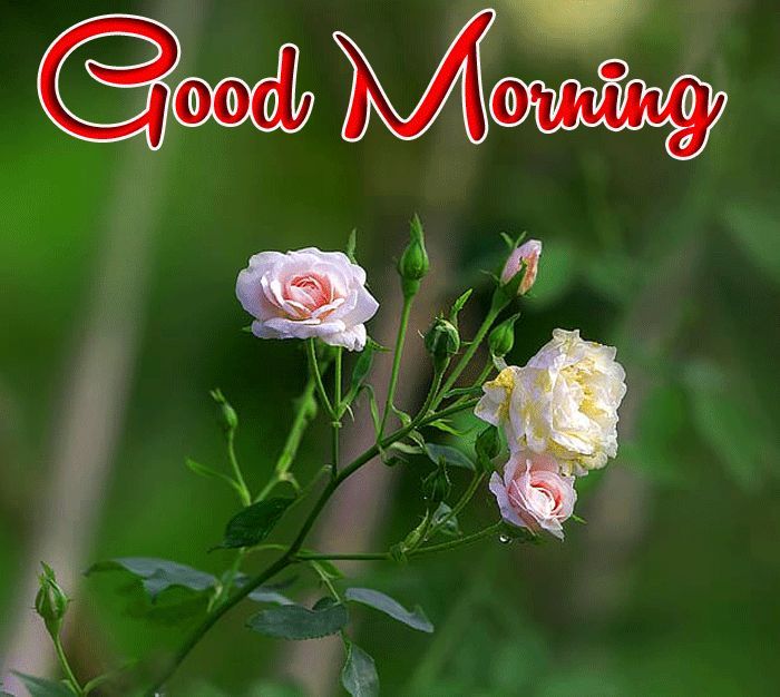Romantic Good Morning with beautiful roses.