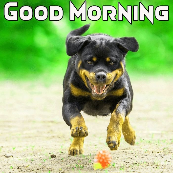 Sweet Good Morning