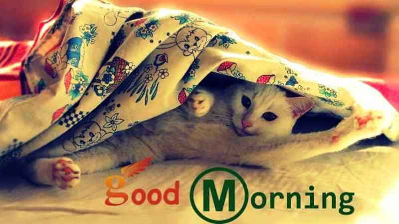 Beautiful Pic Of Good Morning