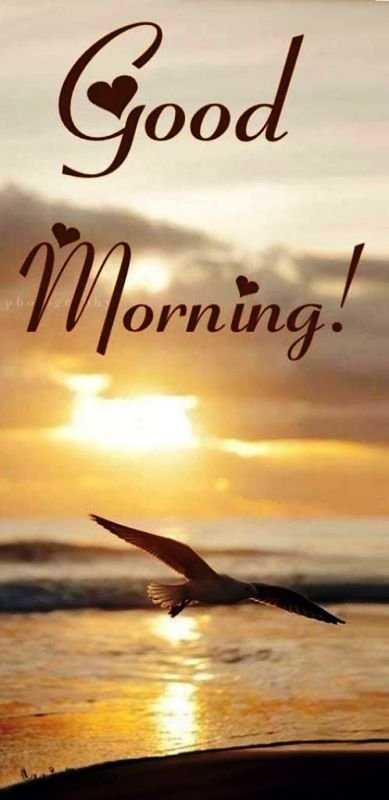 Bird Good Morning Pic