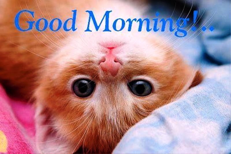 Cute Pic Of Good Morning Cat
