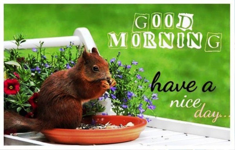 funny morning greetings