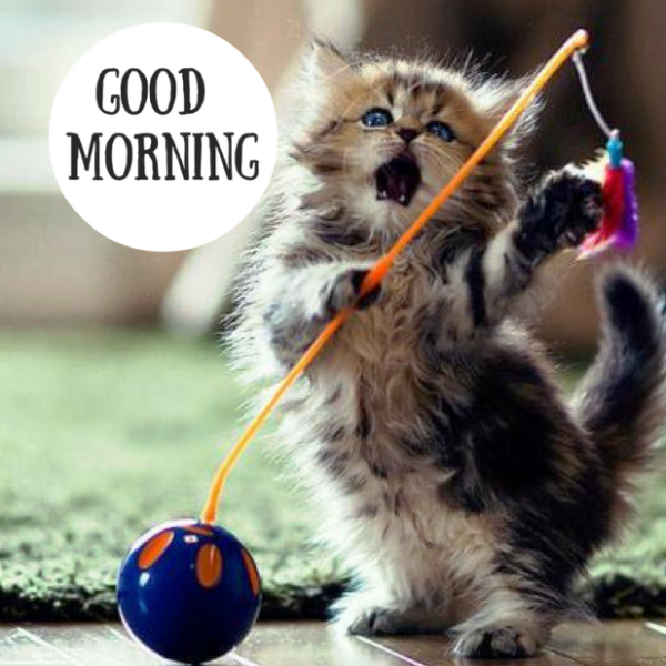 Good Morning Cat Photo