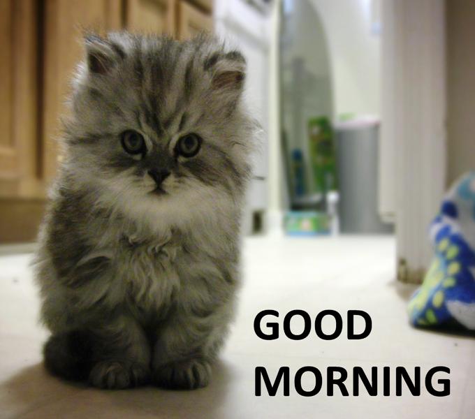 Good Morning Cat Picture