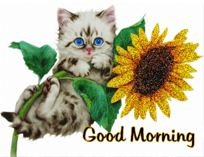 Good Morning Cat With Sunflower