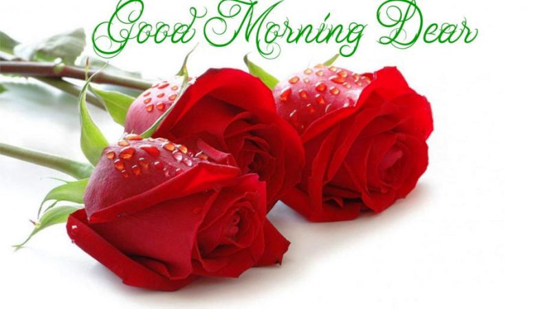 Good Morning Dear With Roses