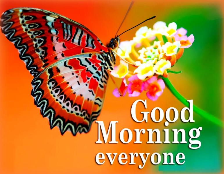 Good Morning Everyone With Butterfly