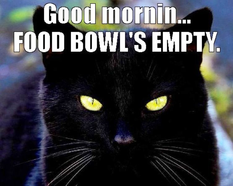 Good Morning Food Bowl's Empty