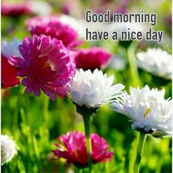 Good Morning Have A Nice Day