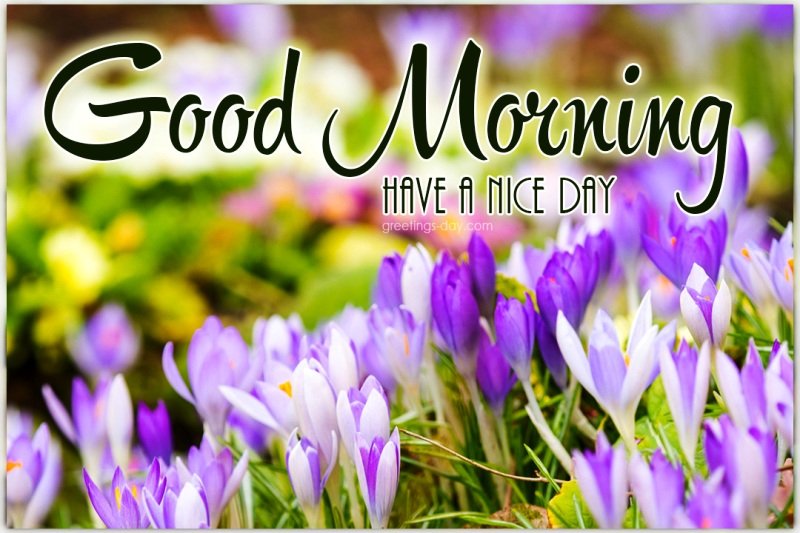Good Morning Have A Nice Day