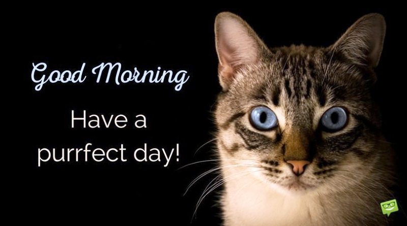 Good Morning Have A Purrfect Day