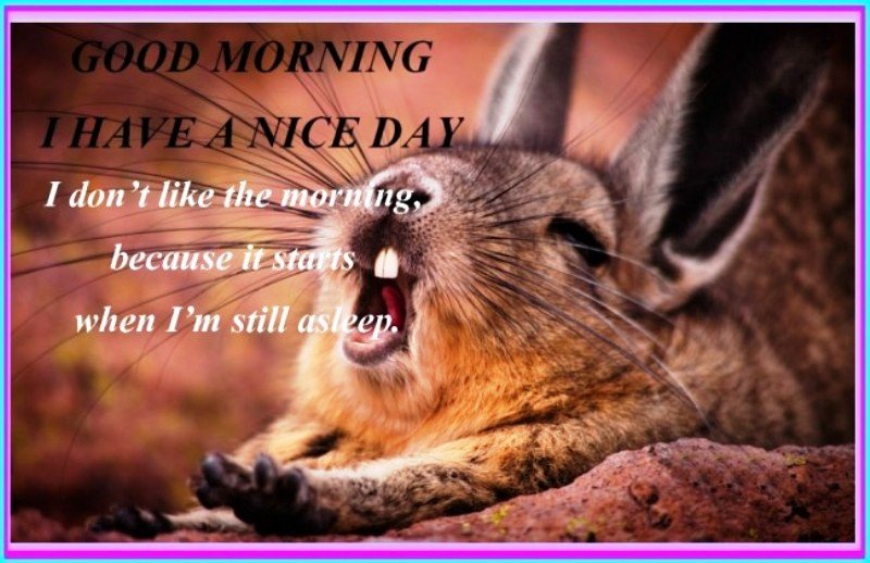 Good Morning I Have A Nice Day