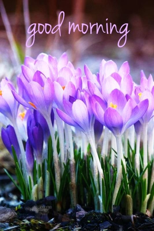 25 Beautiful Good Morning Spring Wishes