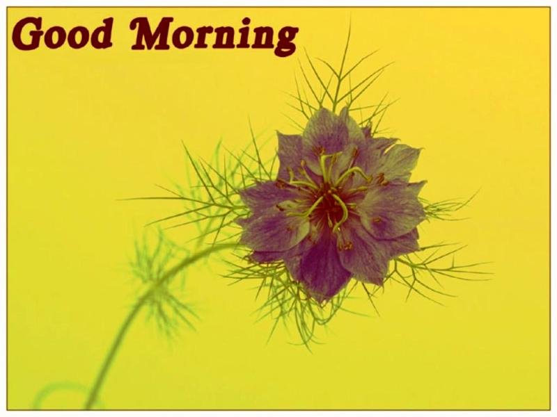 Good Morning Image