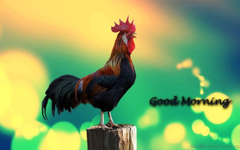 Good Morning Rooster Image