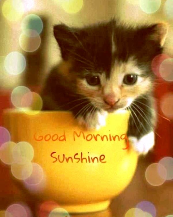 Good Morning Sunshine With Kitty