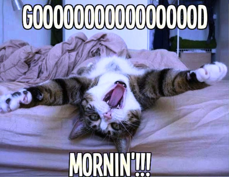 Good Morning With Funny Cat