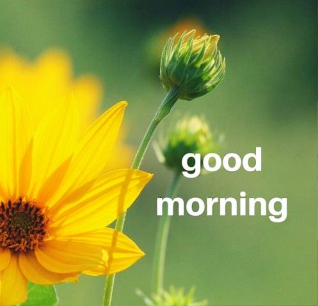 Good Morning With Yellow Flower