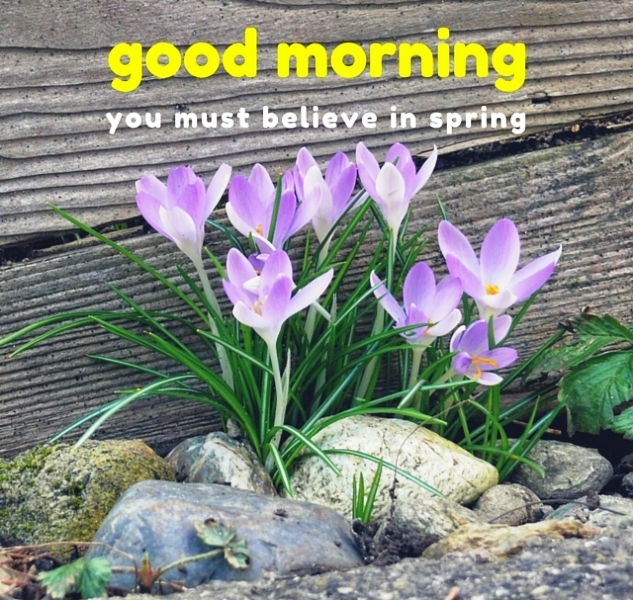 Good Morning You Must Believe In Spring
