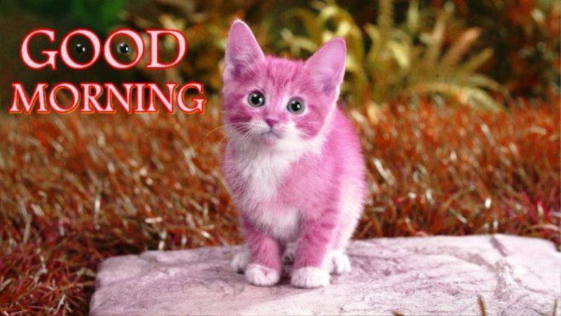 Lovely Picture Of Good Morning
