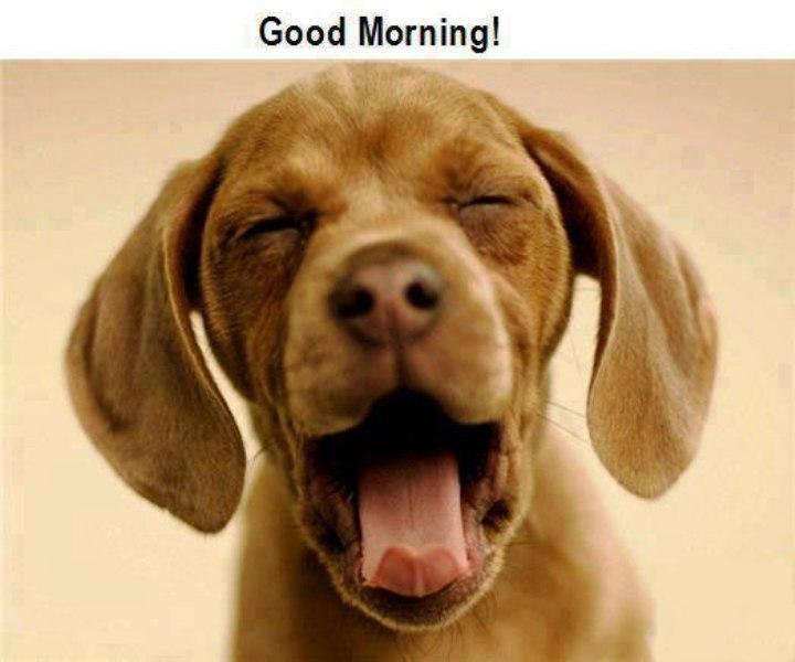 Photo Of Funny Good Morning
